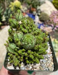 Image result for Euphorbia mossambicensis