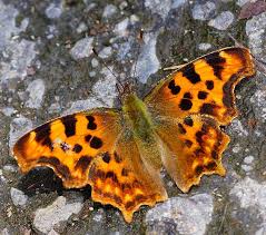 Image result for Polygonia c-album