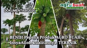 Check spelling or type a new query. Budidaya Menanam Pepaya Dan Penyakitnya