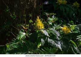Image result for Justicia aurea