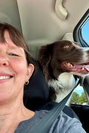 Adoptable border collie named Chevy