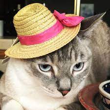 Oliver Smollie Smoliver S Instagram Profile Post It S The Weekend Here S A Handsome Smol In A Pretty Hat You Pretty Hats Cat Photography Cat Hat
