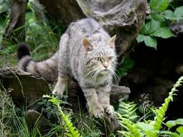 In the past period, more than one animal disappeared for various reasons. Return Of England S Wildcats Animals To Be Reintroduced After Being Declared Extinct In 19th Century The Independent The Independent