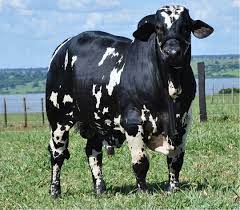 4 715 Curtidas 29 Comentarios Marca V3 Genetica Em Progresso Nelorepintadopo No Instagram Esta Dada A Largada Para A S Cattle Breeds Beef Cattle Cattle