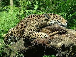 How Have Animals Adapted To The Rainforest Environment Internet Geography