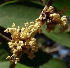 Image result for Heywoodia