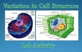 Check spelling or type a new query. This Variation In Cell Structure Lab Is Part Of My Cell Unit And Covers Basic Differences Between Pla Lab Activities Cell Structure High School Science Teacher