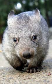 Cute Adorble Wombat Australian Native Animals Cute Animals Animals Beautiful