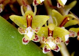 Image result for Bolusiella iridifolia