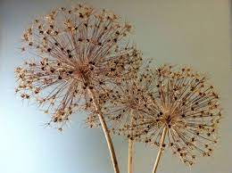 Allium Heads Dried Dried Flower Arrangements Allium Flowers Dried Flowers