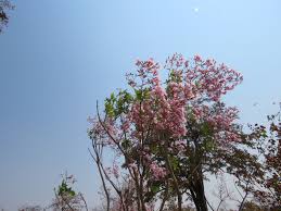 Image result for Stereospermum kunthianum