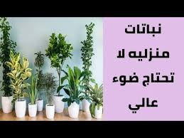 نباتات منزلية لا تحتاج ضوء عالي Youtube