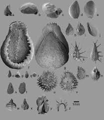 Image result for Cystostemon