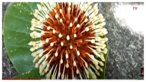 Bunga begonia ini akan hidup dengan subur pada tempat yang mendapatkan sinar matahari cukup setidaknya 2 jam dalam 1 hari dan iklim indonesia yang bunga morning glory ini akan mekar dengan cantik pada pagi hari dengan aroma wangi menyegarkan yang akan membuat suasana rumah anda. Bisa Sembuhkan Penyakit Keluarkan Aroma Wangi Viral Bunga Mirip Virus Corona Tumbuh Di Bali Pos Kupang