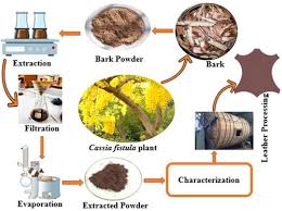 Image result for Tessmannia burttii