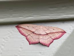 Image result for Timandra comae