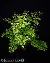 Image result for Adiantum schweinfurthii