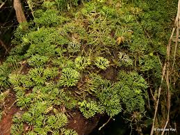 Image result for Elaphoglossum kivuense