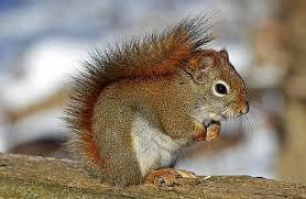6,000+ Free Squirrel & Nature Images - Pixabay