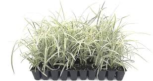 Image result for Ozoroa longipes