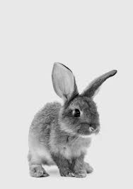 Image result for bunny