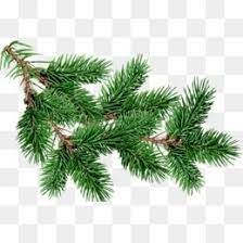 Tree Clipart Christmas Trees Christmas Tree Branches Tree Fir Clipart Tree Clipart Fir Christmas Tree Background Christmas Tree Branches Christmas Tree Clipart