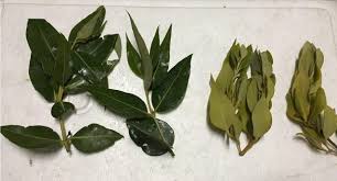 Image result for Avicenniaceae