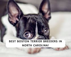 Buy platinum cream french bulldogs pups. 4 Best Boston Terrier Breeders In North Carolina 2021 We Love Doodles
