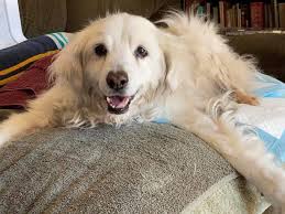 The journey to The Shed was sweet and soothing today. It was a lovely  distraction from the heavy hearts we have. Our darling boy, Sky, slipped so  peacefully away