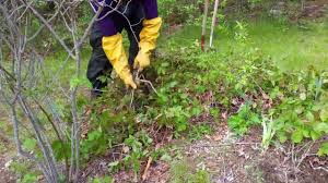 It may be present as a trailing vine, growing horizontally along the ground poison ivy, when deeply entrenched, can be very difficult to dig up and remove, as vines lying on the ground can send out adventitious roots, and can. How To Get Rid Of Poison Ivy Poison Sumac And Poison Oak
