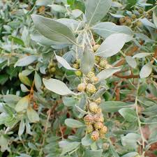 Image result for Conocarpus