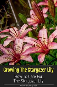 Check spelling or type a new query. How To Grow And Care For The Stargazer Lily Stargazer Lily Lily Plant Care Growing Lilies
