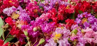 We polled a group of texas and national experts on crape myrtles, and the following are their recommendations. Summer Fun In The Sun Crape Myrtles Behnke Nurseries Gardening Blog