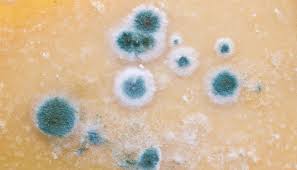 Egal ob im garten oder auf der terrasse es ist wenn sie fotos auf ihrem computer haben die sie mit anderen wurmkompost freunden teilen wollen, klicken sie bitte auf den knopf. Welche Keime Stecken In Meinem Teppich Atlas