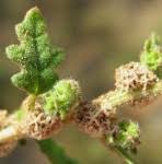 Image result for Dysphania carinata