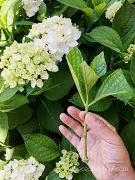 Propagate Hydrangea Cuttings 99 Success Rate Propagating Hydrangeas Planting Hydrangeas Growing Hydrangeas