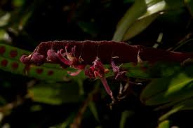 Image result for Bulbophyllum sandersonii