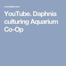 Youtube Daphnia Culturing Aquarium Co Op Aquarium Betta Youtube