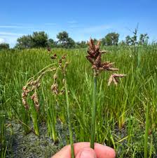 Image result for Schoenoplectus muricinux