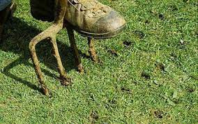 In this article, we'll explain why it's important to ensure both the laying course and. How And Why You Should Aerate A Compacted Waterlogged Lawn Flowerpotman Landscape Gardener