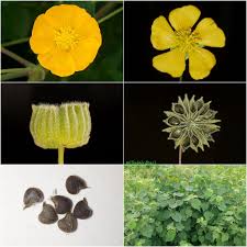 Image result for Anticharis