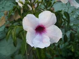 Tra le piante rampicanti con fiori più belle troviamo la dipladenia, conosciuta meglio con il nome di mandevilla (che è il nome ufficiale). Catalogo Vivaifangarden Com