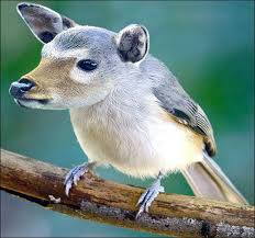 35 Weirdest Animals Of The World Animales Raros Animales Criatura