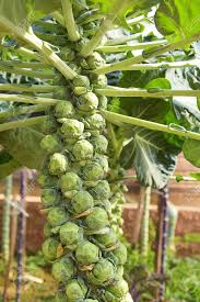 How to plant brussel sprouts in a garden. Brussels Sprouts Plants At Vegetable Garden Stock Photo Picture And Royalty Free Image Image 84722720