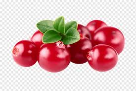 Banner es jeruk peras cdr. Cranberry Png Images Pngwing
