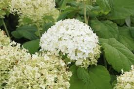 Schneeballhortensie Ballhortensie Annabelle Pflege Und Schneiden Gartendialog De In 2020 Pflanzen Winterharte Pflanzen Hortensien