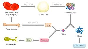 erythrocyte recycling bioninja