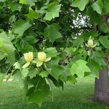 Check spelling or type a new query. Tulip Poplar Tulip Poplar For Sale Plantingtree