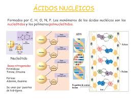Poseer una masa molecular alta. Acidos Nucleicos Formados Por C H O N P Los Monomeros De Los Acidos Nucleicos Son Los Nucleotidos Y Los Polimeros Polinucleotidos Nucleotido Bases Ppt Descargar