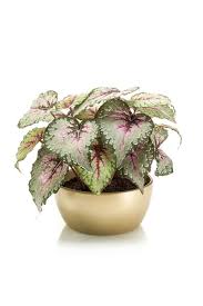 957 x 1300 jpeg 415 кб. Emerald Begonia In Pot Emerald Eternal Green